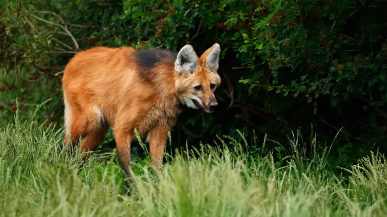 A Solidão do Lobo-Guará