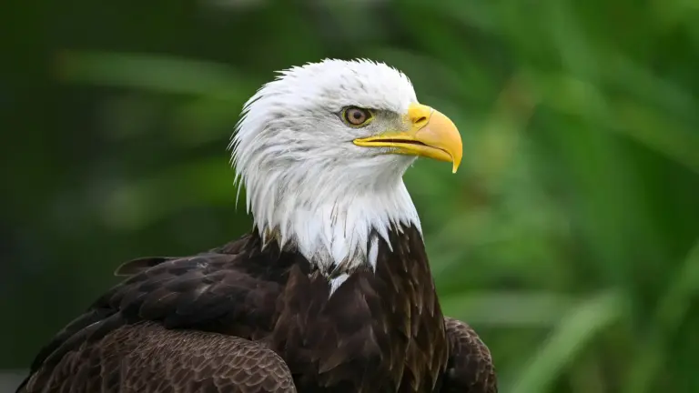 A Águia-Careca e a Grandeza de Seu Ninho