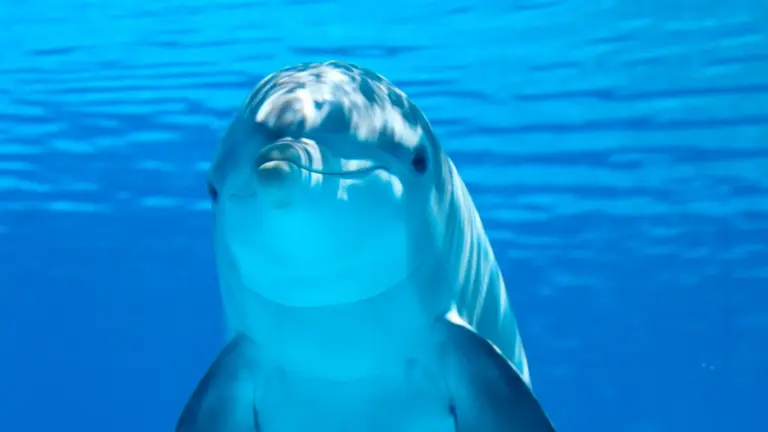 A Maternidade dos Golfinhos-Rotadores