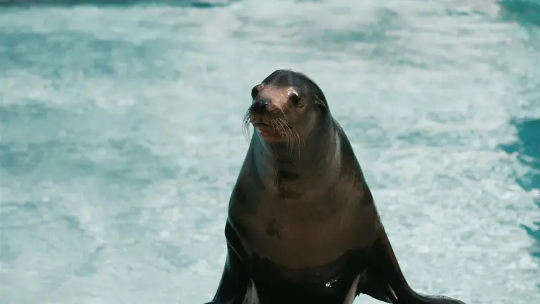 O Leão-Marinho e a Dieta da Pedra