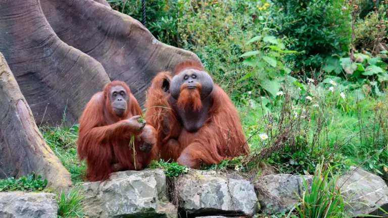 Orangotango de Bornéu e o Seu Único Predador