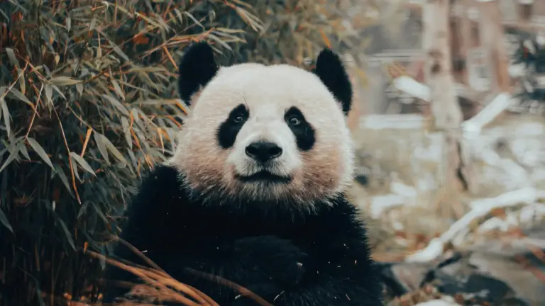 Os Ursos-Pandas São Fofos, Mas Não São Dóceis