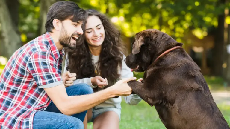 Dicas Práticas para Adestramento de Cães em Casa