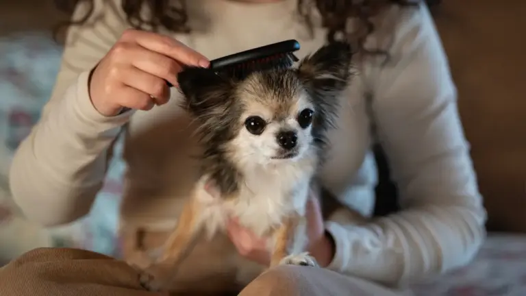 Guia Completo de Cuidados com Filhotes: Alimentação, Higiene e Treinamento