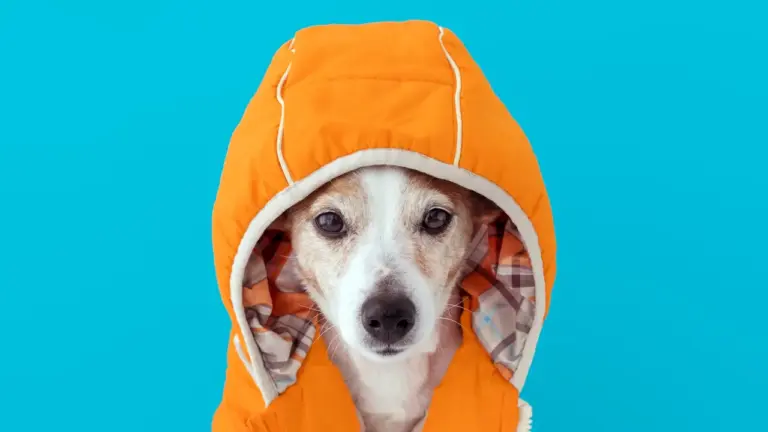 5 Cuidados Essenciais com Pets no Inverno