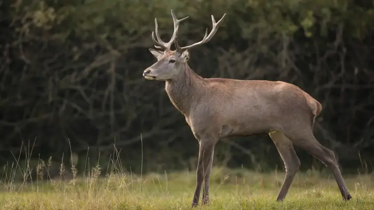 O Cervo do Pantanal e a Caça Implacável