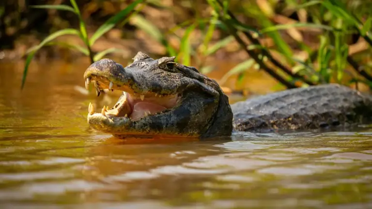 O Temido Jacaré-Açu