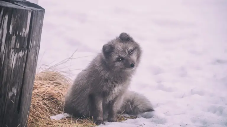A Notável Raposa do Ártico