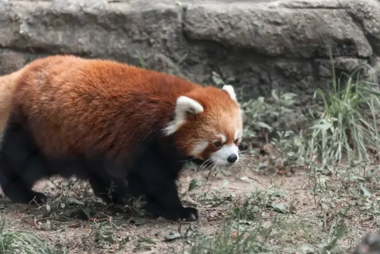 Panda Vermelho